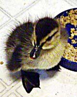 duckling.gif