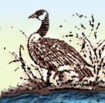 goose.jpg